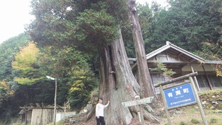 有洞のサワラ 5