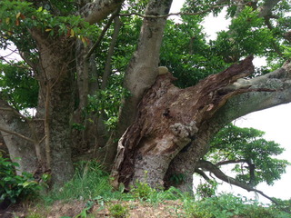 ʡ��Υ��⡡��