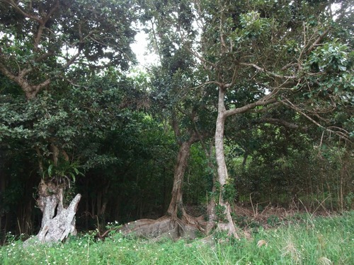 °ÂÇȤΥª¥¥Ê¥ï¥µ¥¥·¥Þ¥¹¥ª¥¦¥Î¥¡¡£¶