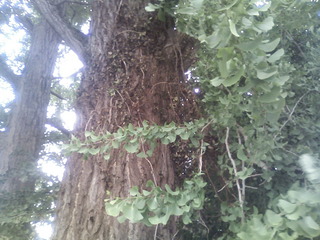 ð�Ȥζ�ɡ���