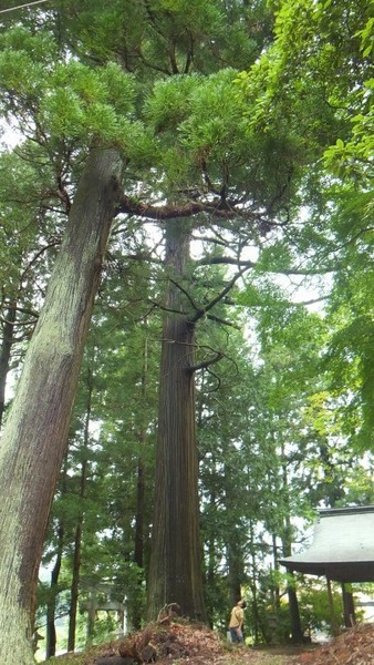 在りし日の、日吉神社のタネスギ 1