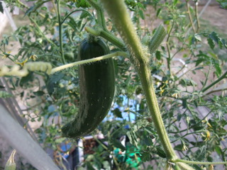 ���Τ��夦��