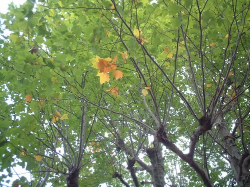 ¥×¥é¥¿¥Ê¥¹¡¡£³