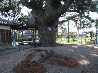 ��¢�羾����