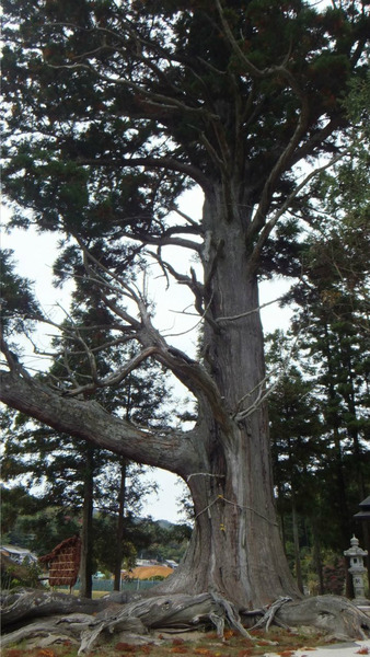 �ƻ����祹��������