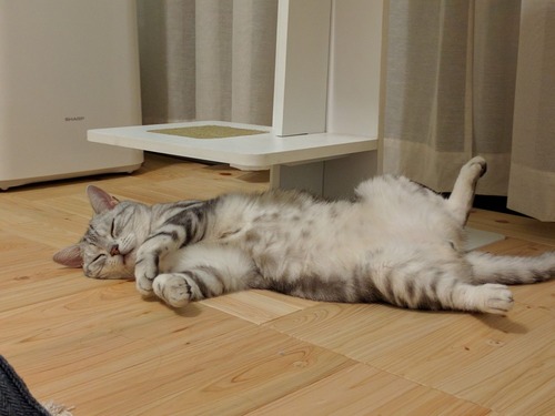 shikiyuka �ҥΥ��ܹ���