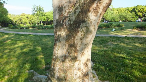 ¥×¥é¥¿¥Ê¥¹¡¡£·