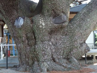 ��¢�羾����