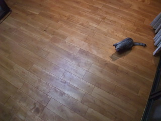 ��������С����ʳ򡦤��С˥ͥ����åɥ��졼�ɡ�Nš��