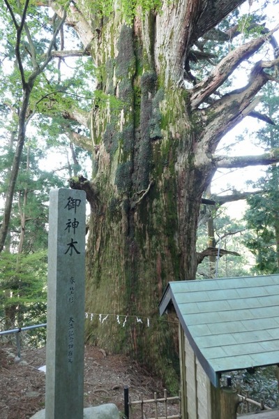 ��Ǹ������