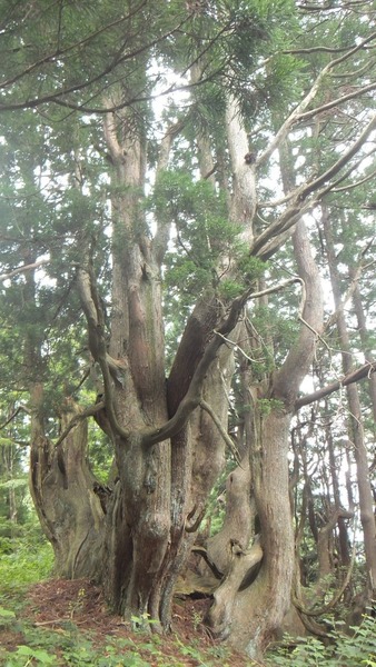 ²ÖÀÔ¤ÎÅ·Á³Éú¾òÂæ¿ù 10