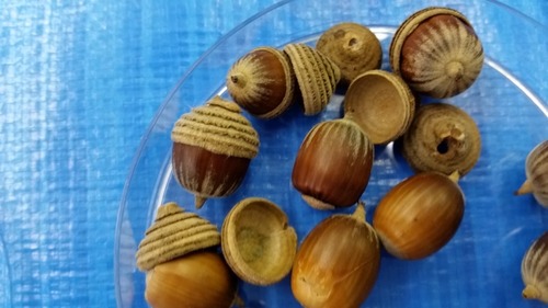 ¥¤¥Ù¥ó¥È£µ