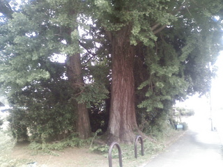 ð�Ȥζ�ɡ���