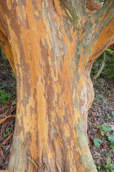 �����ȹ��ΥХ����Υ���