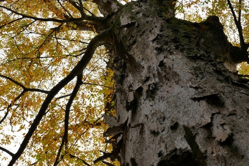 ��ë���޿��ҤΥ��䥭9