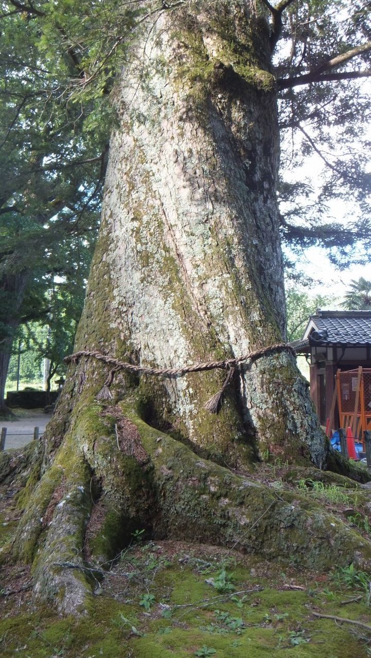 年始恒例！日本一を拝む！ モミの木日本一～追手神社のモミ～ : 本物の