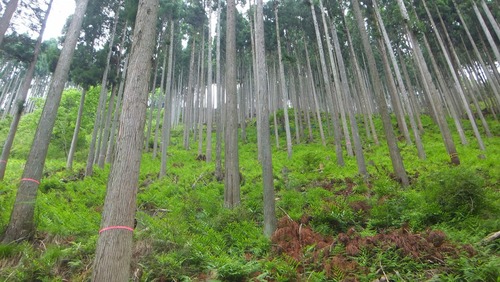 �����Τ룶