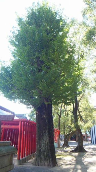 ������Ҥ��祤���祦�ȱ��ζ�ɡ���