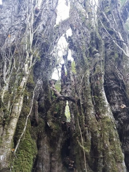 ���Ĥ��礫�Ĥ飷