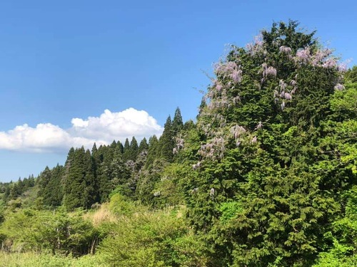 野山のフジ2