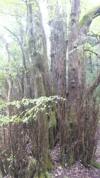 ��Ű�����ܷˣ���