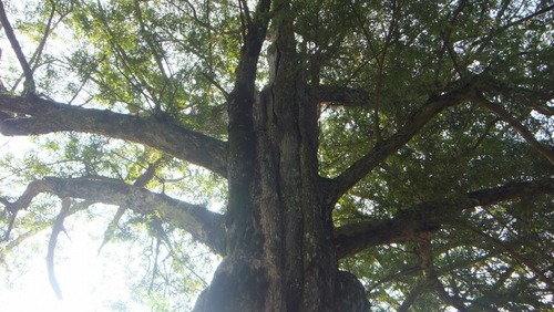 ���֤Υϥ������䣱��