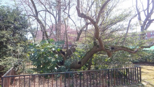 ²¼²£¾ì¤ÎÂ祰¥ß9