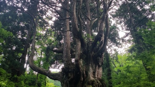 ��˼����