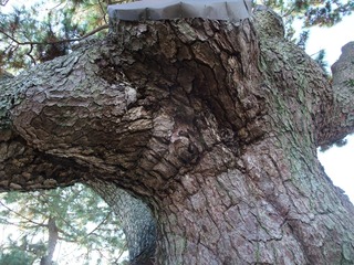 ��¢�羾������