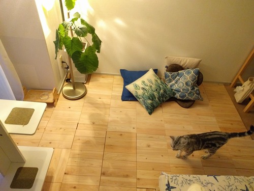 shikiyuka �ҥΥ��ܹ���