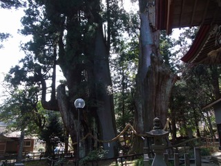 杉の大杉 2