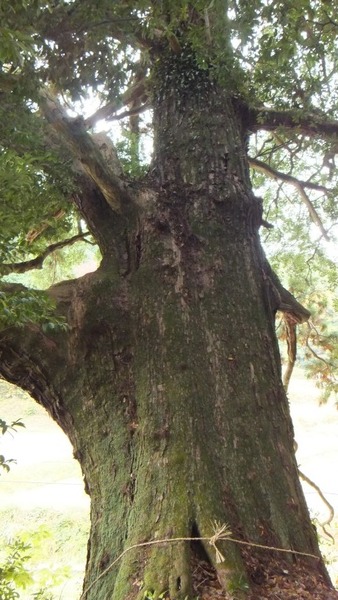 Ʋ���Υ�������ǯ���ˡ�5