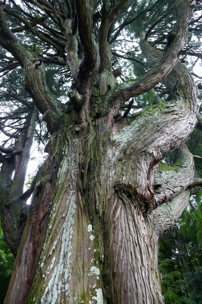 ���Ĥ��������