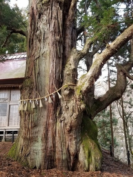 日下野のスギ 3