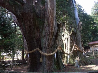 杉の大杉 7
