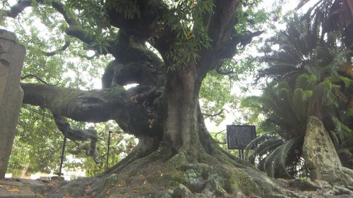 Ļ��ȬȨ�ܤΥۥ�ȥΥ�����