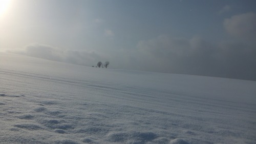 ¿Æ»Ò¤ÎÌÚ¡¡£²