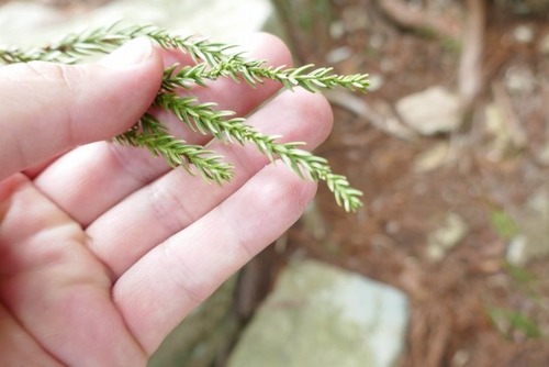 �绳�򻳿��Ҥν��׿��ʤᤪ�Ȥ����ˣ�_ks