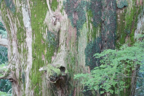 ��Ǹ��������