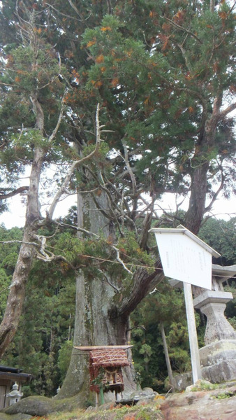 �ƻ����祹��������