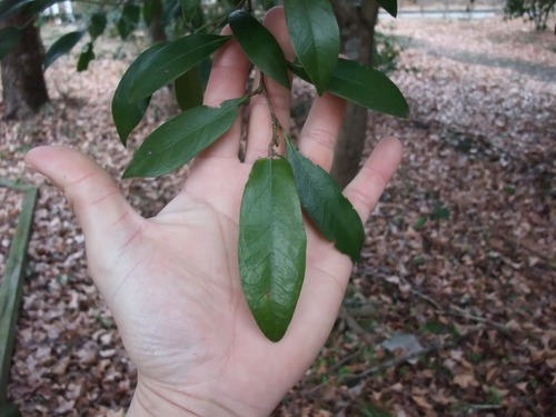 ���ռ�����