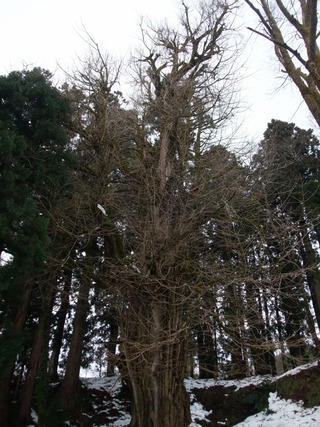 ���դ��祤���祦