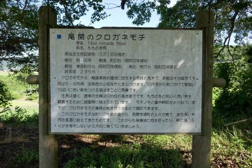 Èø³«¤Î¥¯¥í¥¬¥Í¥â¥Á£±