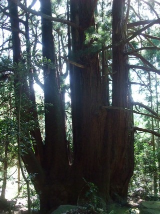 �������ܿ�����