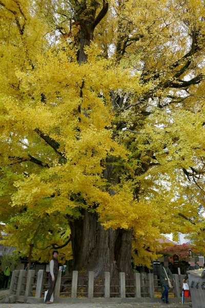 ���͹�ʬ�����祤���祦8