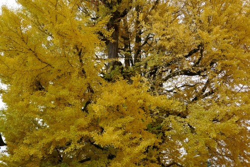 ���͹�ʬ�����祤���祦����