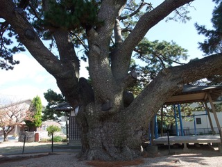 ��¢�羾����