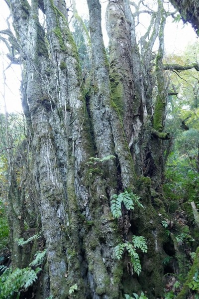 ���Ĥ��礫�Ĥ飶