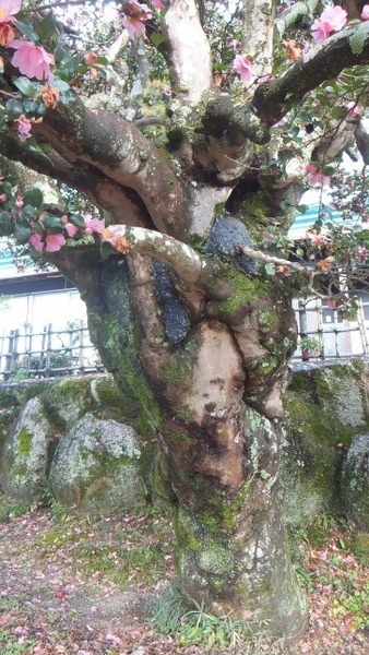 ���Υ����󥫡�8