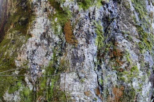 ���Ĥλҥȥ��Υ���